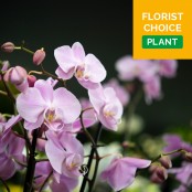 Florist Choice Plant