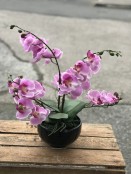 Artificial Pink Phalaenopsis Plant